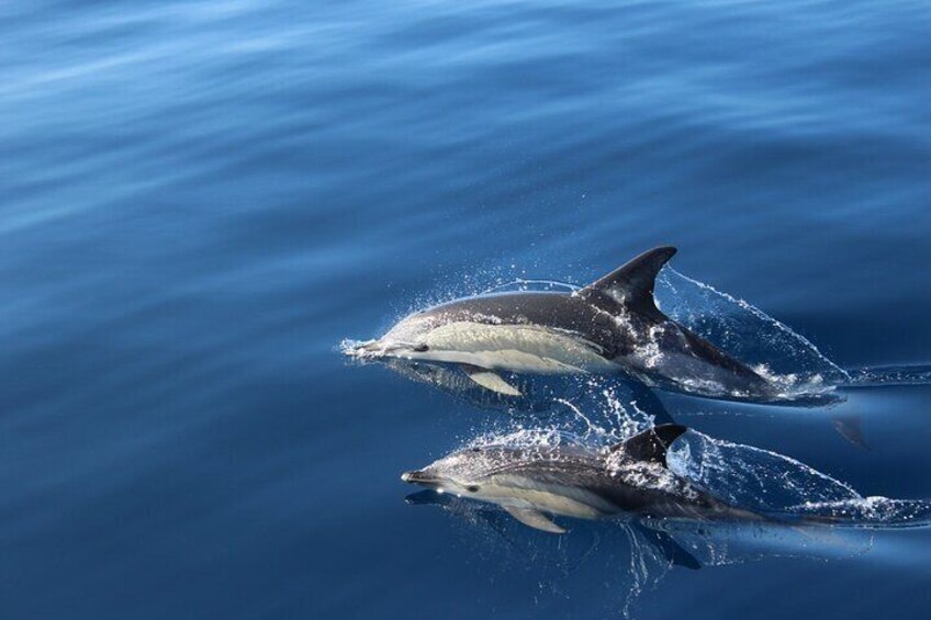 Common Dolphins