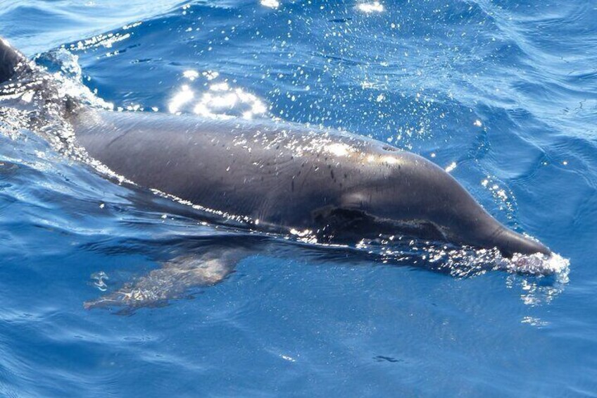 Rough Toothed Dolphinhttps://media-cdn.tripadvisor.com/media/attractions-splice-spp-720x480/0b/https://media-cdn.tripadvisor.com/media/attractions-splice-spp-720x480/0b/27/48/0a.jpg27/48/0a.jpg