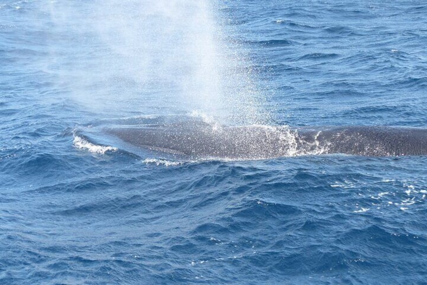 Whale & Dolphin Watching Boat Tour from Los Cristianos