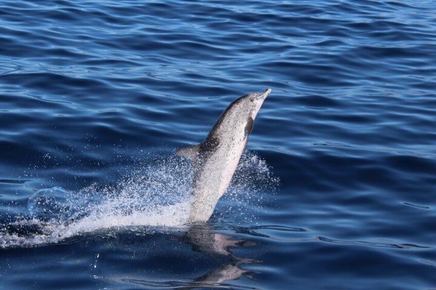 Atlantic Spotted Dolphin