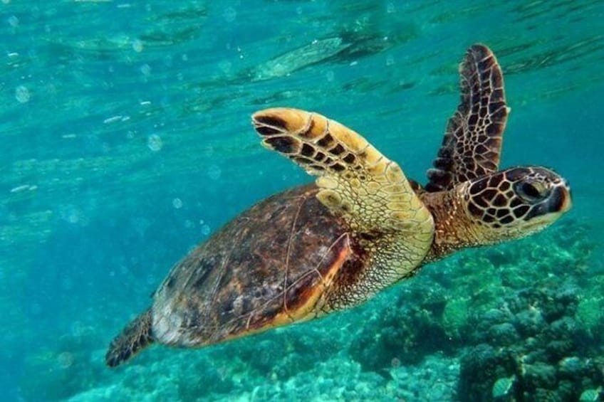 Show item 3 of 8. Marmaris Dalyan & Turtle Beach
