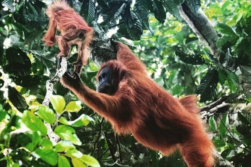 Private Full-Day Bukit Lawang Trekking Tour From Medan