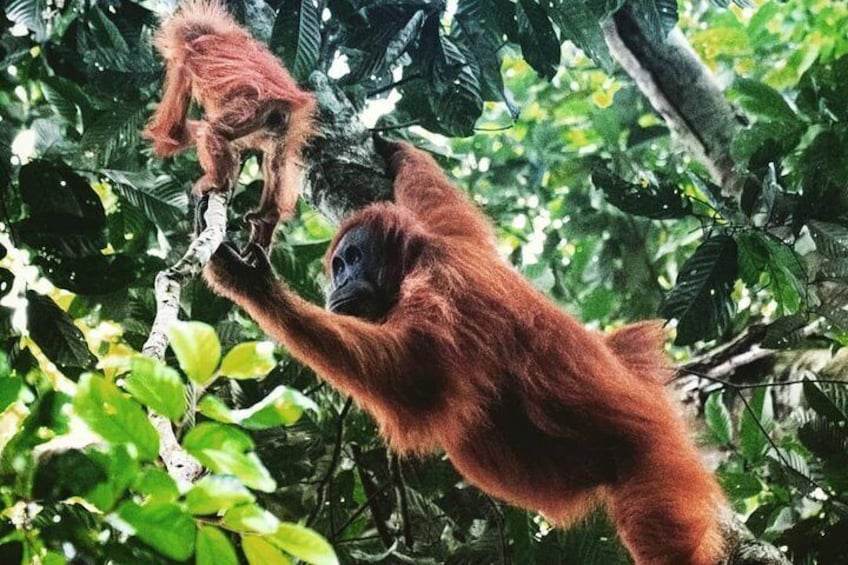 Private Full-Day Bukit Lawang Trekking Tour From Medan