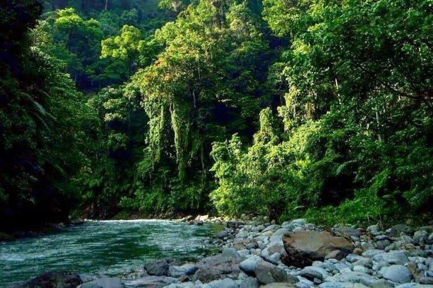 Private Full-Day Bukit Lawang Trekking Tour From Medan