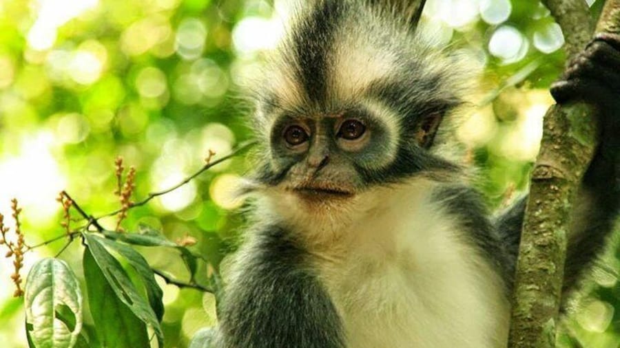 Leaf Monkey