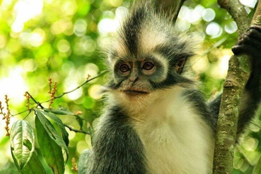 Leaf Monkey