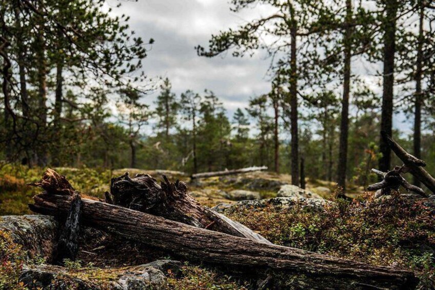 Authentic wilderness in Lapland