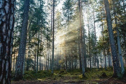 Explore the Wilderness (Summer & Autumn)