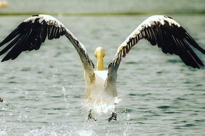 Private 3-Day Tour Danube Delta Birdwaching and Safari Experience from Buch...