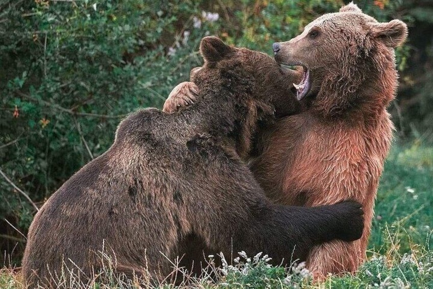 Bears Sanctuary