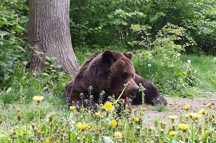 Brown Bear Sanctuary Tour from Brasov Entrance Ticket Guaranteed