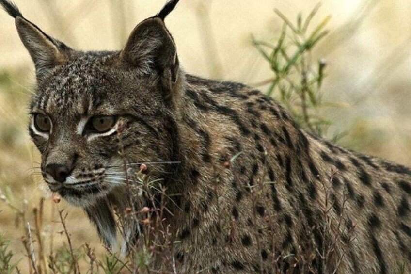 Doñana National Park: Private Day Trip from Costa del Sol