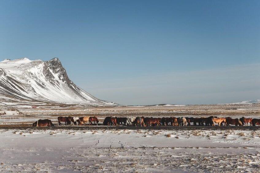 Snæfellsnes Peninsula Small Group Tour Including Lunch from Reykjavík