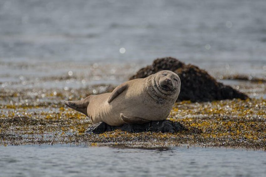 A seal chilling at Ýtri Tunga 