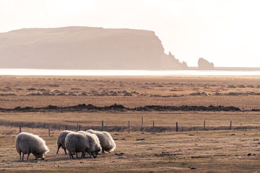 South Coast Sagas: Small Group Tour from Reykjavik