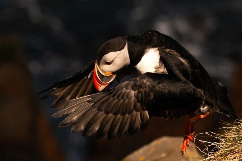 South Coast Sagas: Small Group Tour from Reykjavik