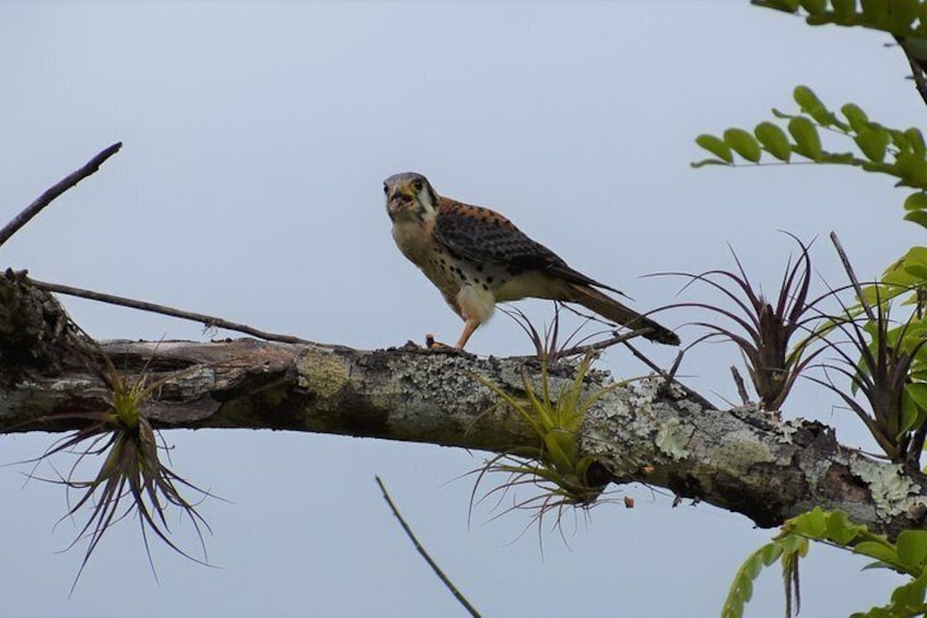 Screaming falcon