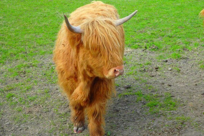 Highland Cows