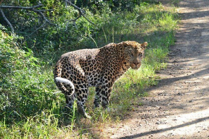 Show item 3 of 6. Leopard en-ruite to Cape Vidal