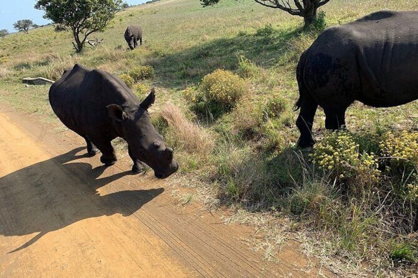 Show item 5 of 6. Isimangaliso Wetland Park and Cape Vidal Day Trip from St. Lucia