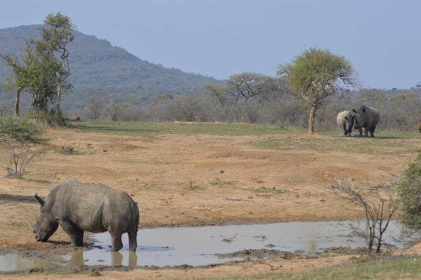 Show item 1 of 2. Hluhluwe Imfolozi Park Half-Day Game Drive from St. Lucia