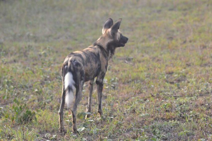 Show item 2 of 2. Hluhluwe Imfolozi Park