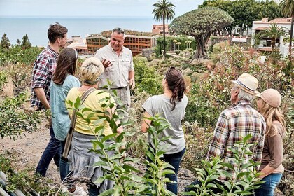 VIP Island Tour from South Tenerife