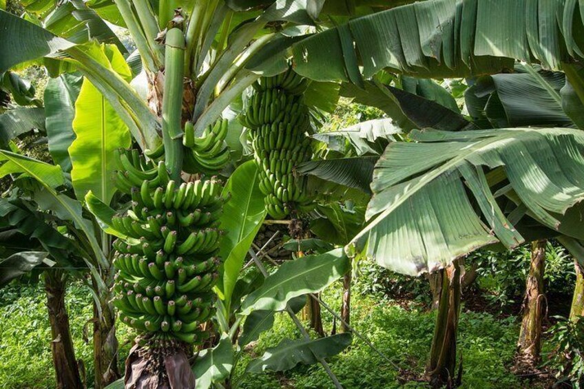 Banana plantation