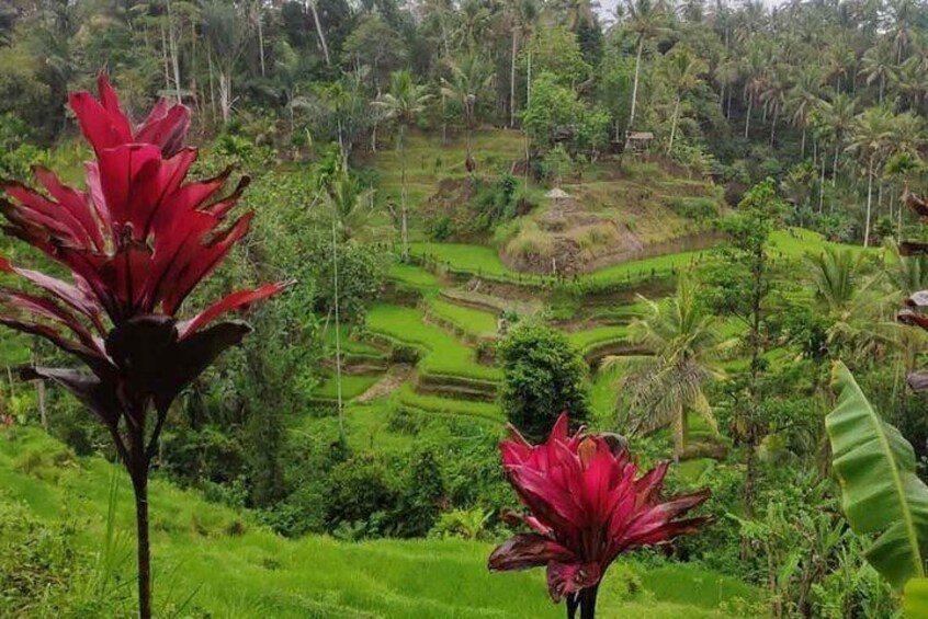 Rice Terraces Ubud