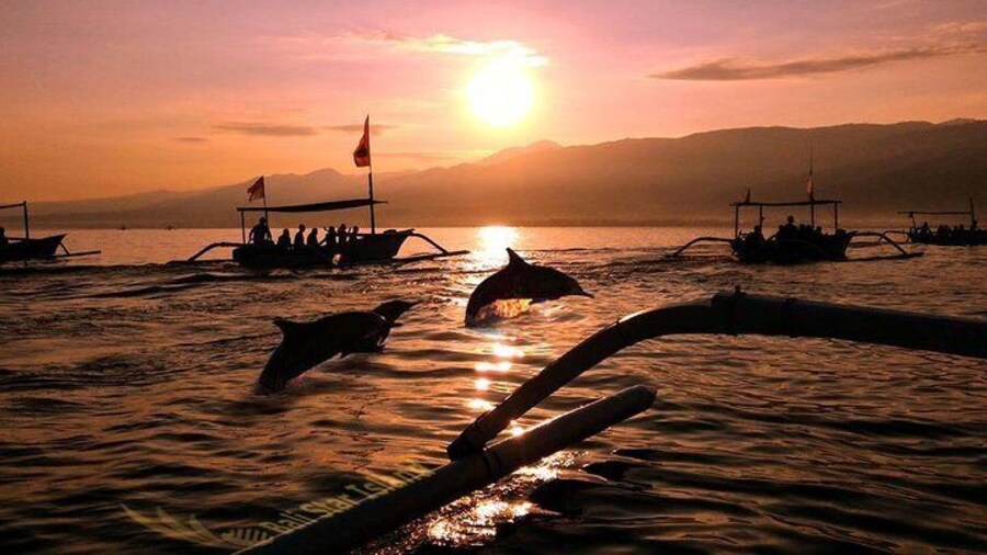 Dolphin in Sunrise