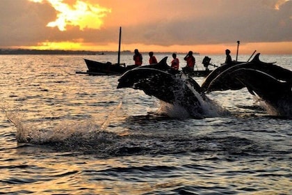 Private Tour in Bali: Dolphin and Sunrise Watching in Lovina Beach