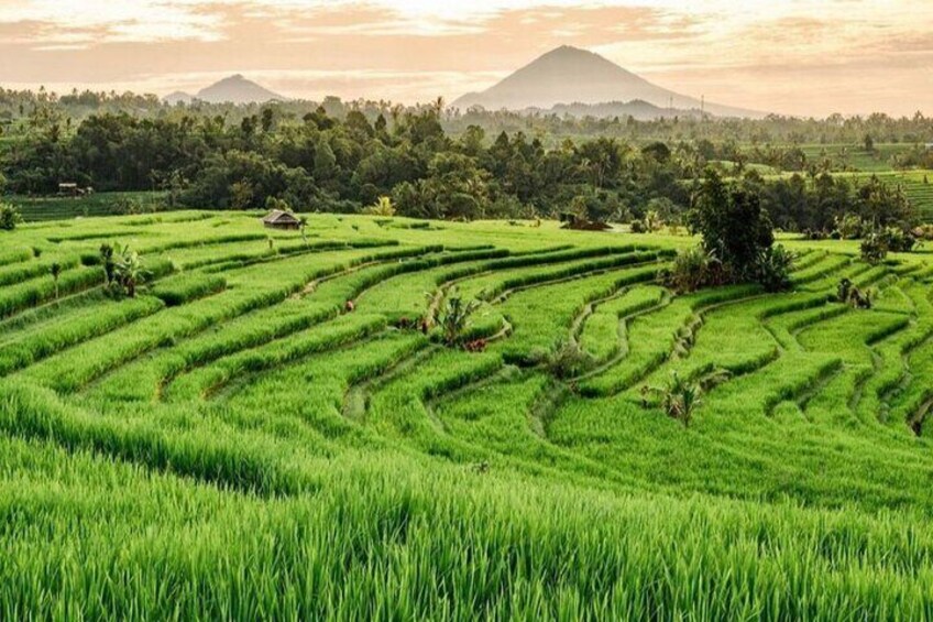 Jatiluwih Rice Terraces