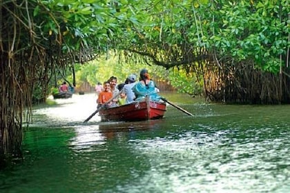 Pichavaram Mangrove & Nataraja Temple Chidambaram from Pondicherry with lun...