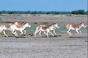 02 Nights & 03 Days Ahmedabad Tour with Little Rann of Kutch