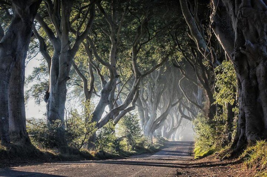 Dark Hedges