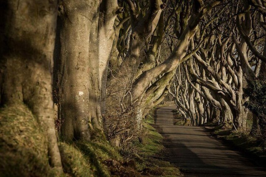 Dark Hedges