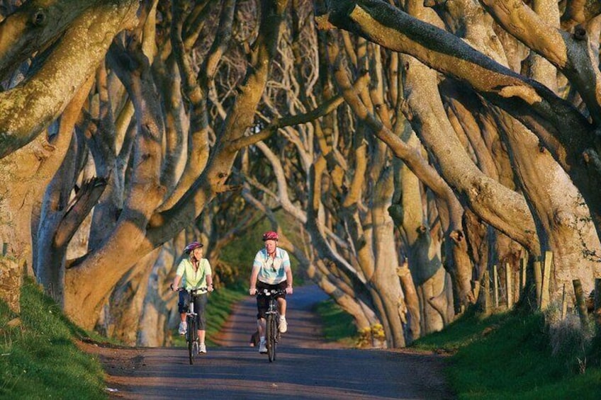 Dark Hedges