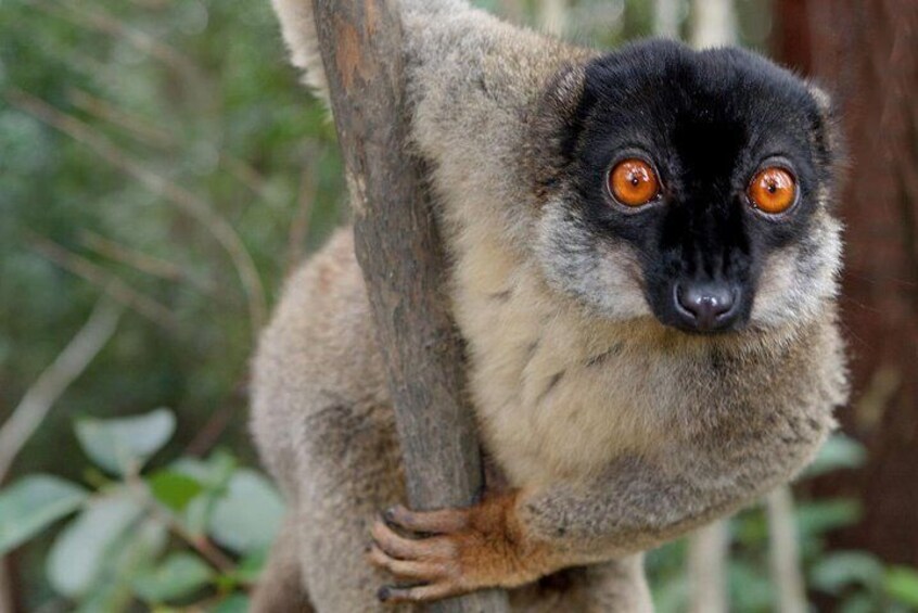 Brown-nosing with a brown lemur in Andasibe Park