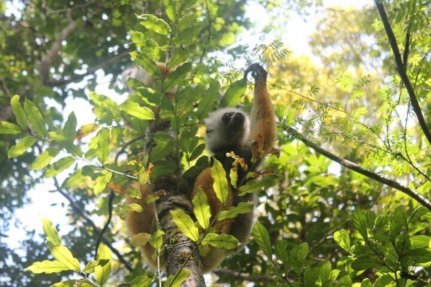 Indri Lemur