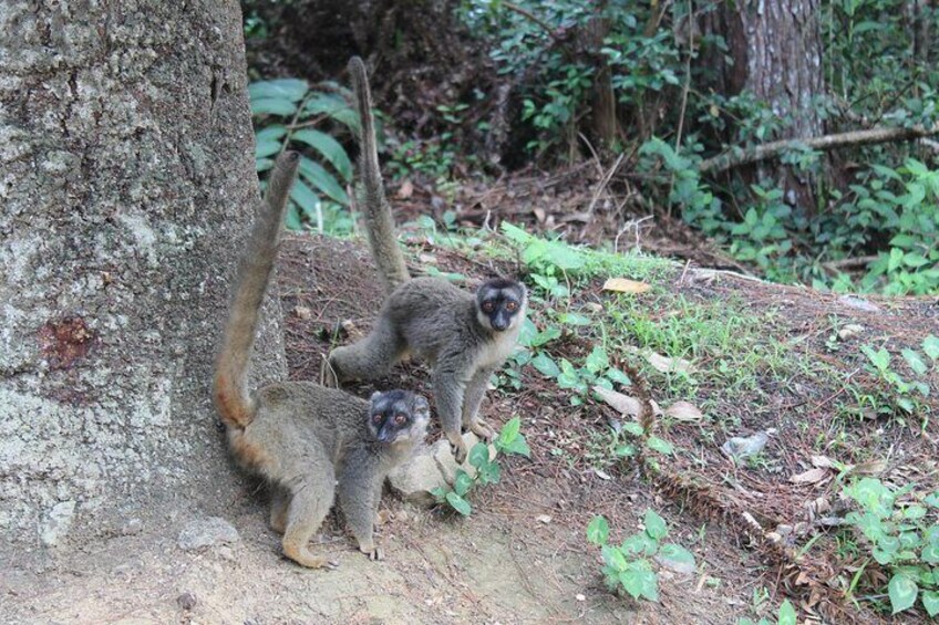 Common Brown Lemur