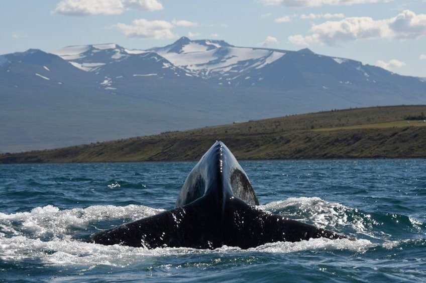 Whale Watching from the Heart of Akureyri