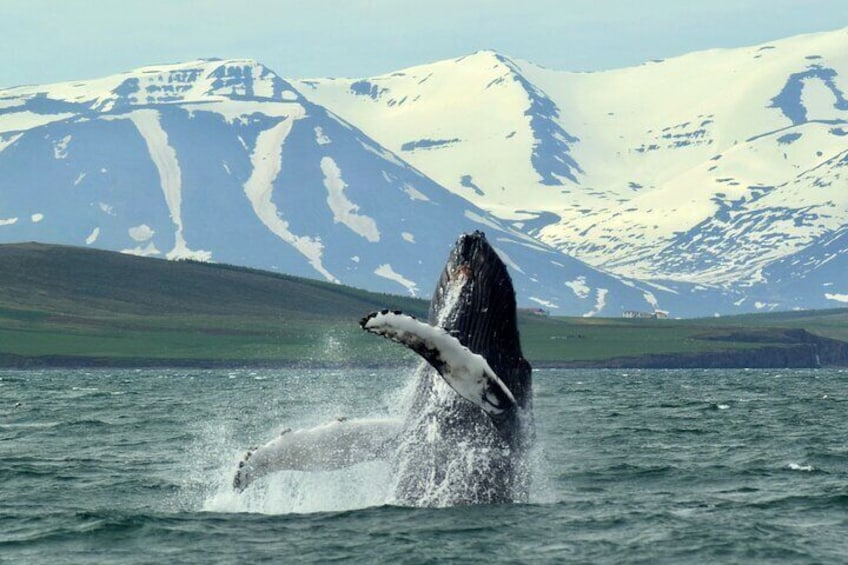 Whale Watching from the Heart of Akureyri