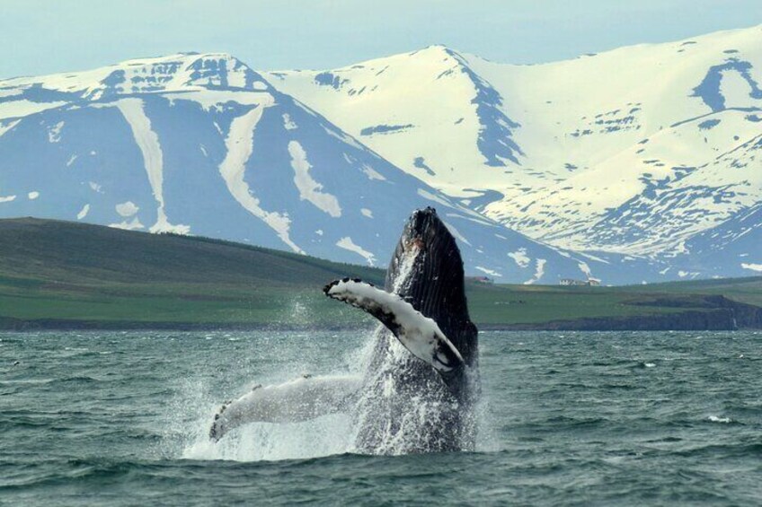 Whale Watching from the Heart of Akureyri