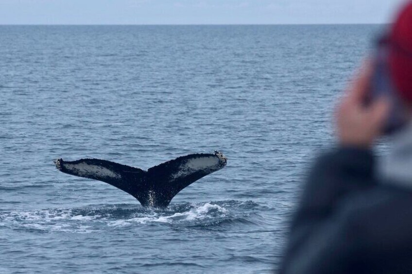 Whale Watching from the Heart of Akureyri