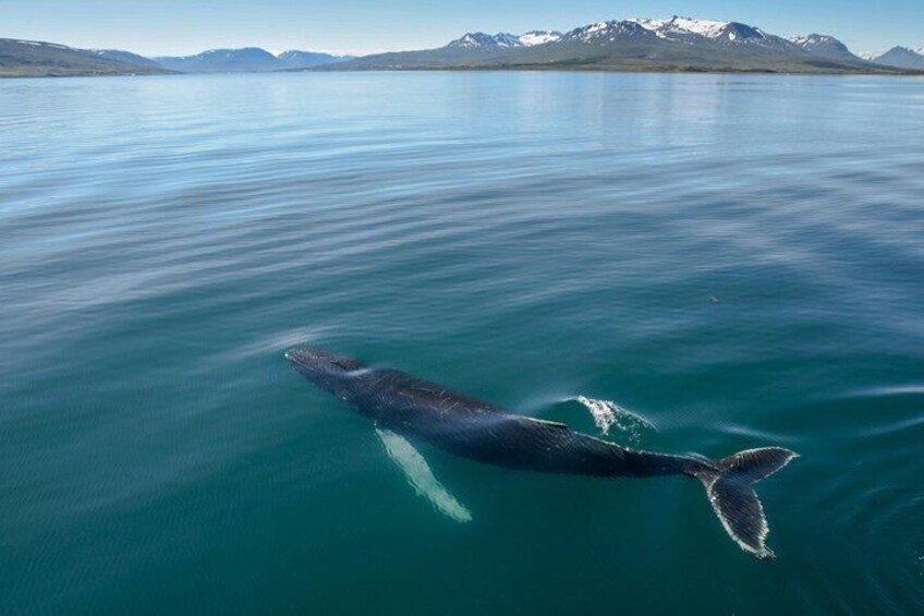 Whale Watching from the Heart of Akureyri