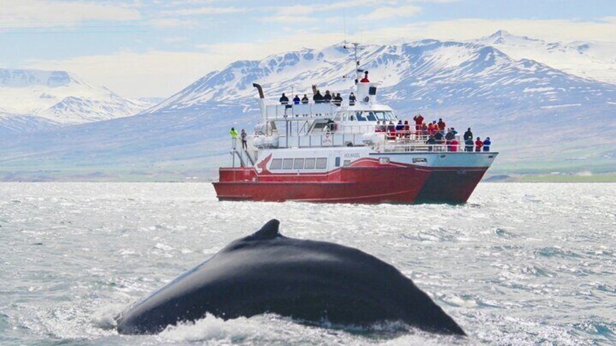 Whale Watching from the Heart of Akureyri