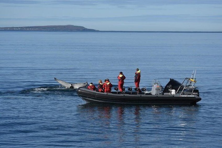 Whales, Eyjafjörður and Akureyri by RIB