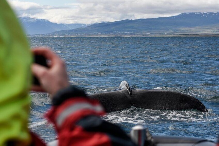 Whales, Eyjafjörður and Akureyri by RIB