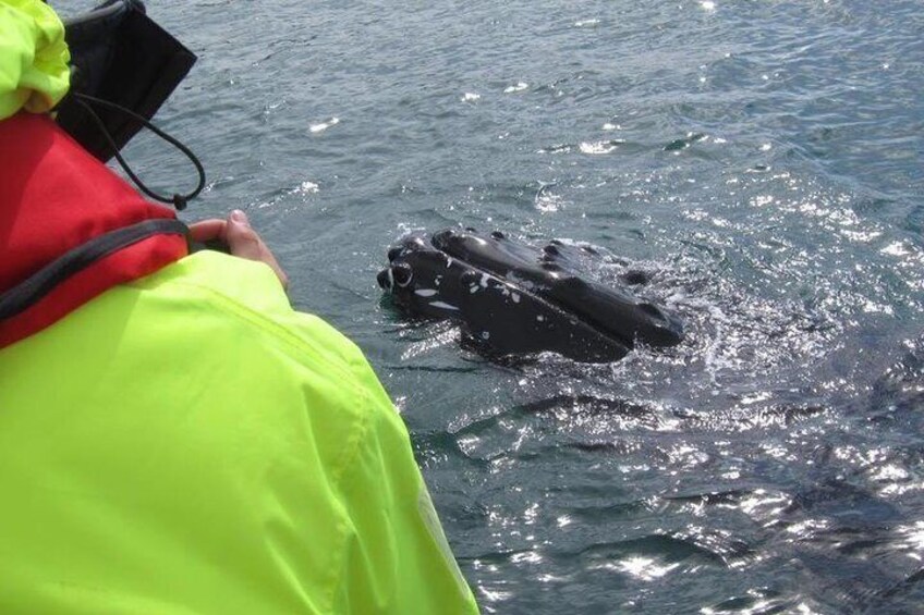 Meeting the whales