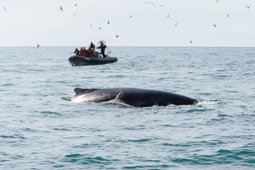 Whales, Eyjafjörður and Akureyri by RIB